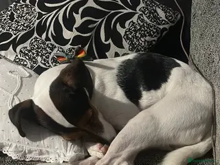 Parson Russell dogs Smudge - Advert 11