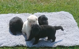 German Shepherd dogs for sale: Ready Now Beautiful Big Long Coated GSD Puppies - Image 15