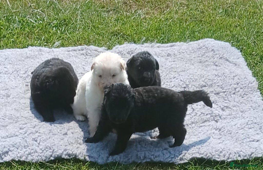 German Shepherd dogs for sale: Ready Now Beautiful Big Long Coated GSD Puppies - Image 15