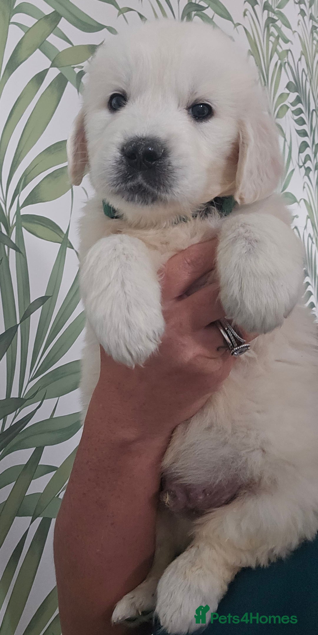 Golden Retriever dogs for sale: KC Reg Fully Health Tested Golden Retriever Pups - Image 9