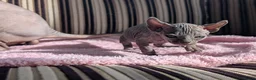 Sphynx cats for sale: Ready for reservation  - Advert 32