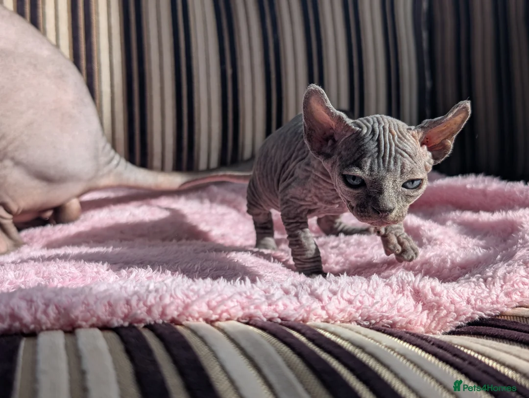 Sphynx cats for sale: Ready for reservation  - Advert 32