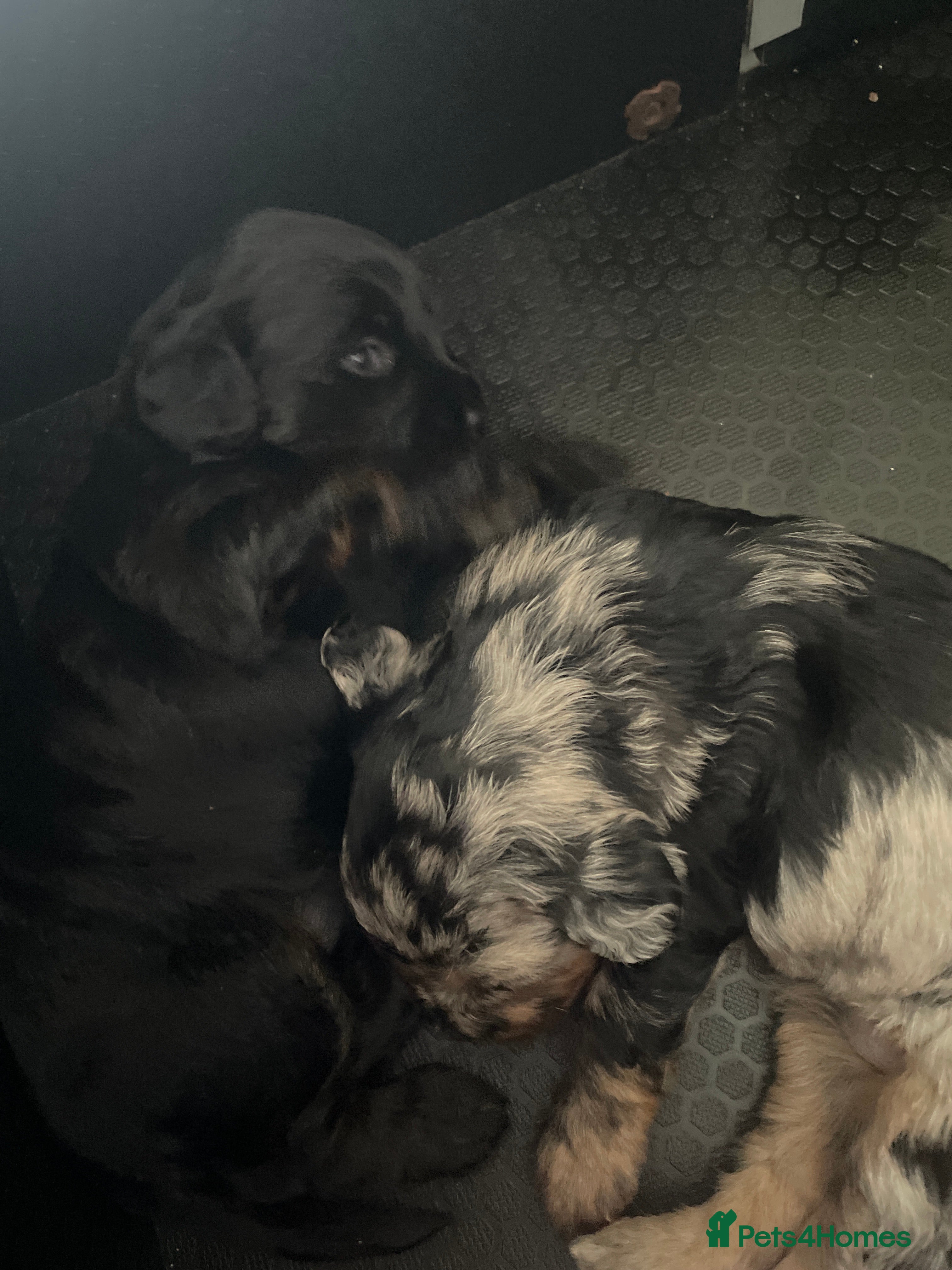 Mixed Breed dogs Portuguese sheepdog cross puppies - Advert 10