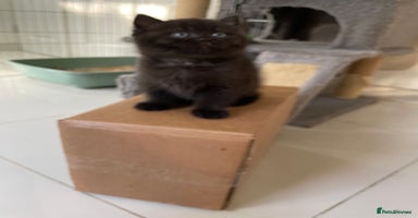 British Shorthair cats - Advert 12