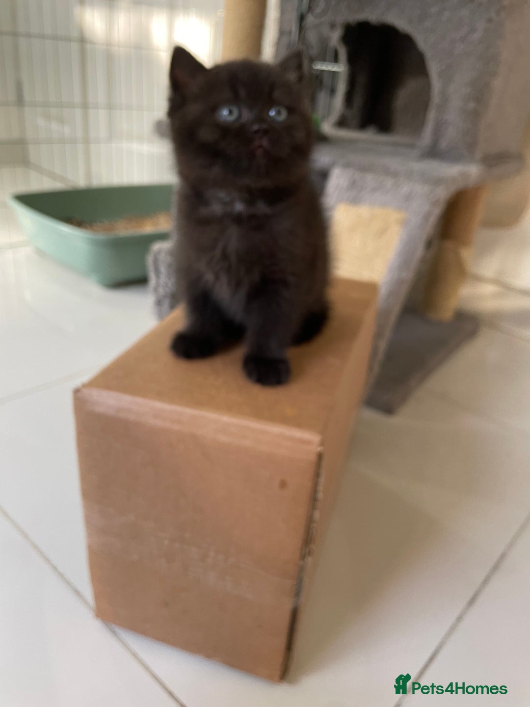 British Shorthair cats for sale: Exceptional BSH kitten, chocolate brown  - Image 3