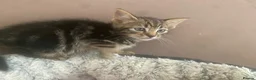 Mixed Breed cats for sale: Half bengal kittrns One boy left  in Clydebank - Advert 3