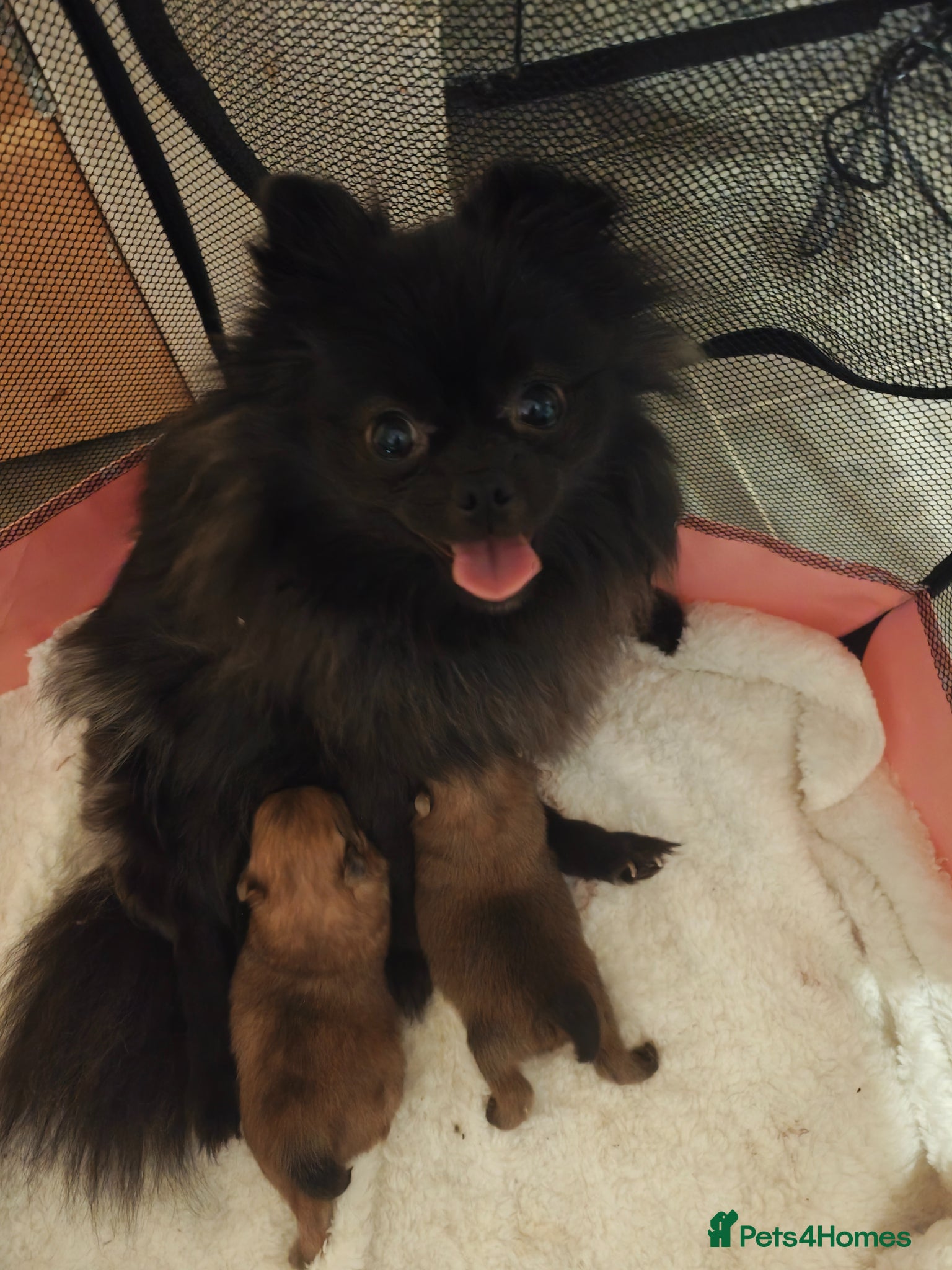 Pomeranian dogs 2 gorgeous Pomeranians  - Advert 1