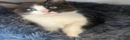 Mixed Breed cats for sale: Adorable kitten for sale, ready now! - Advert 5