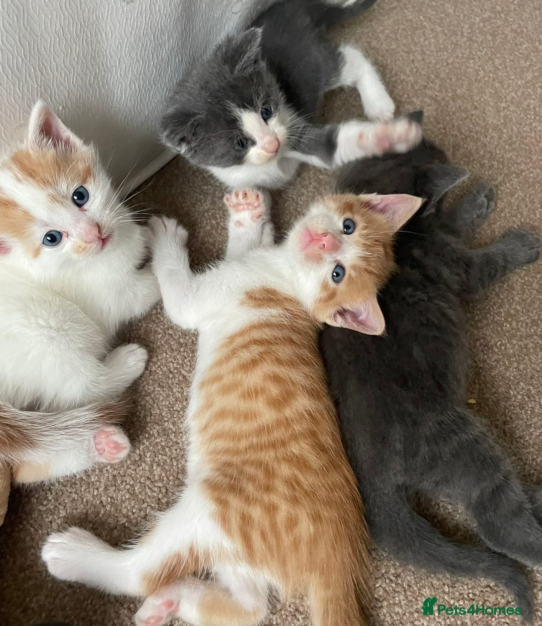 Mixed Breed cats for sale: 5 Beautiful & Friendly kittens for sale  - Advert 19