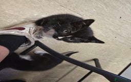 Mixed Breed cats for sale: 6 kittens - Image 7