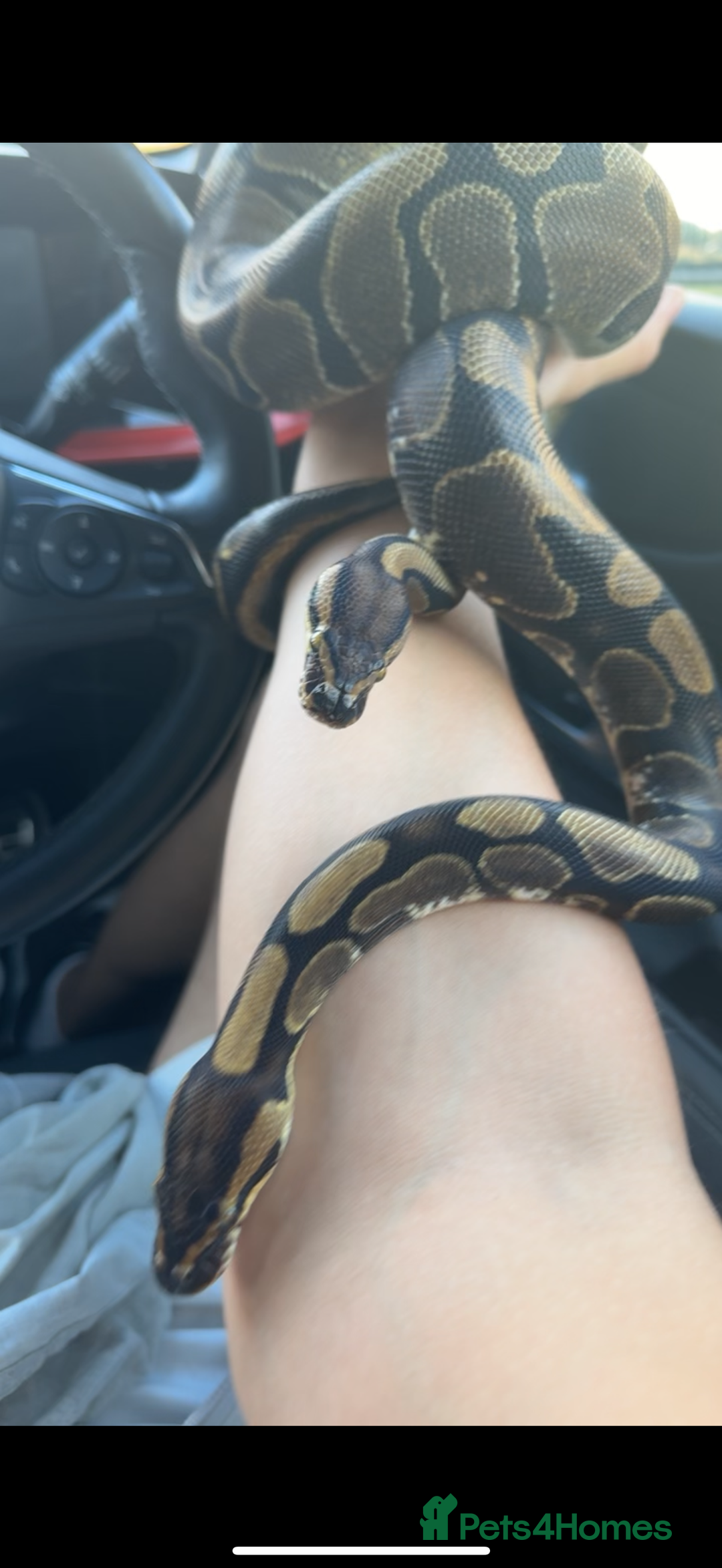 Python Snake reptiles for sale: Two sister royals - for sale  - Image 2