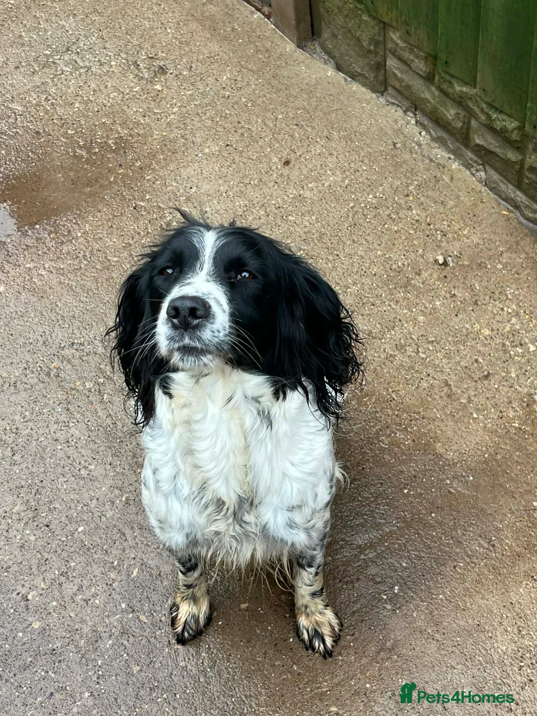 Sprocker dogs for sale: 5 sprocker spaniels  - Advert 1
