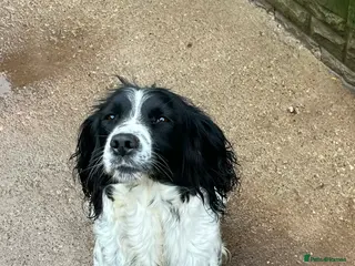 Sprocker dogs 5 sprocker spaniels - Advert 2