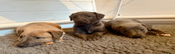 Mixed Breed dogs for sale: 5 stunning Whippet Bedlington pups.  - Advert 5
