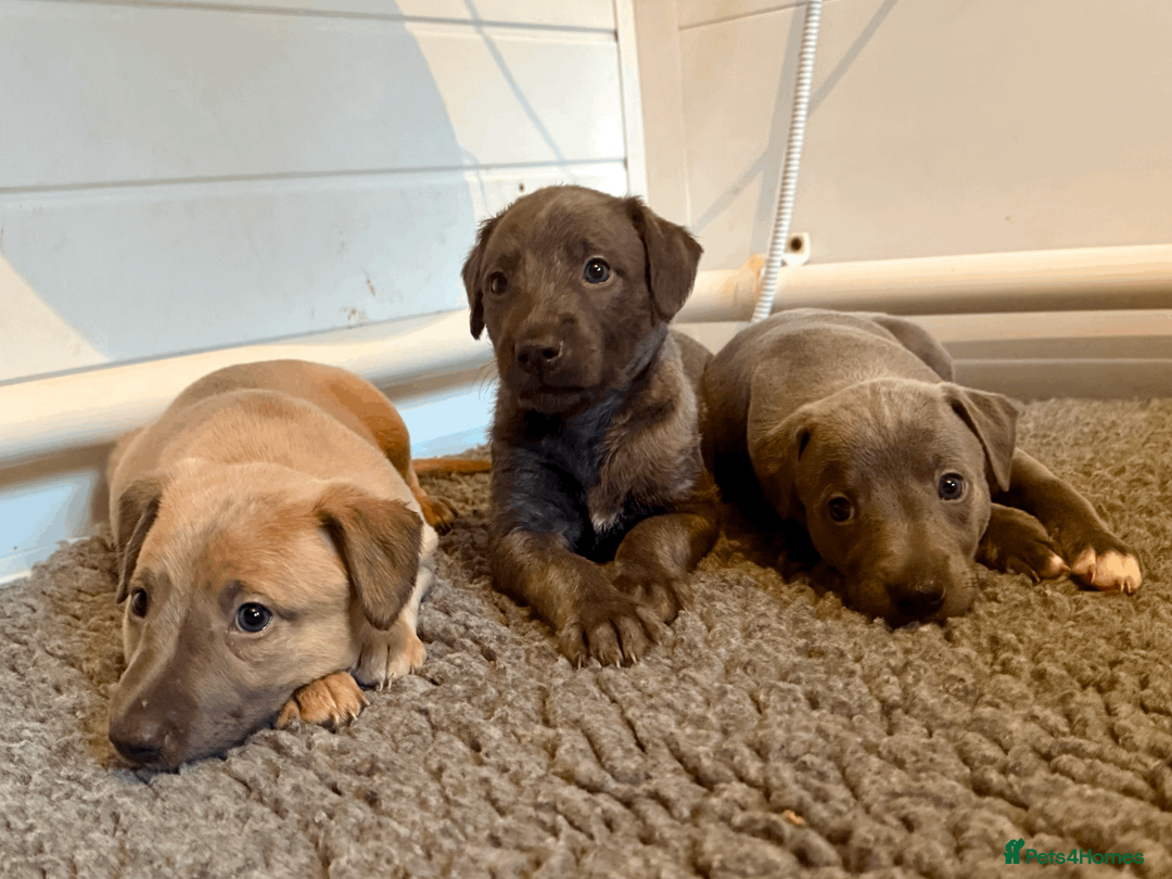 Mixed Breed dogs for sale: 5 stunning Whippet Bedlington pups.  - Advert 5