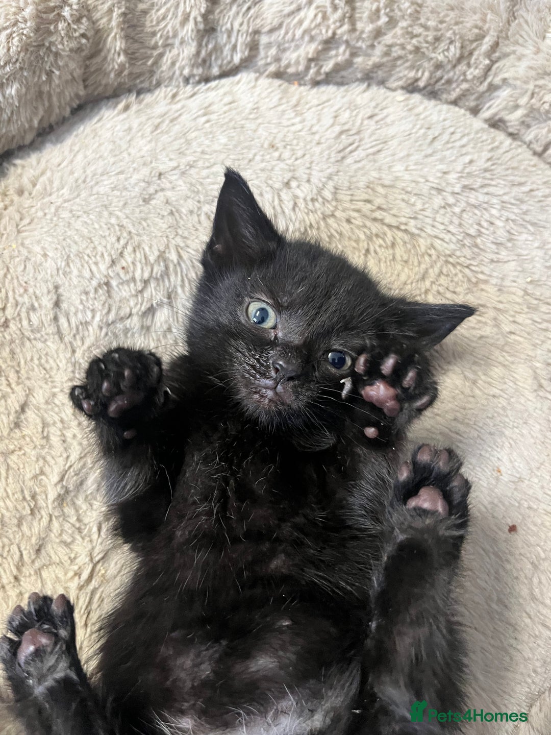 Mixed Breed cats for sale: 6 Week old Gorgeous kitten  - Advert 3