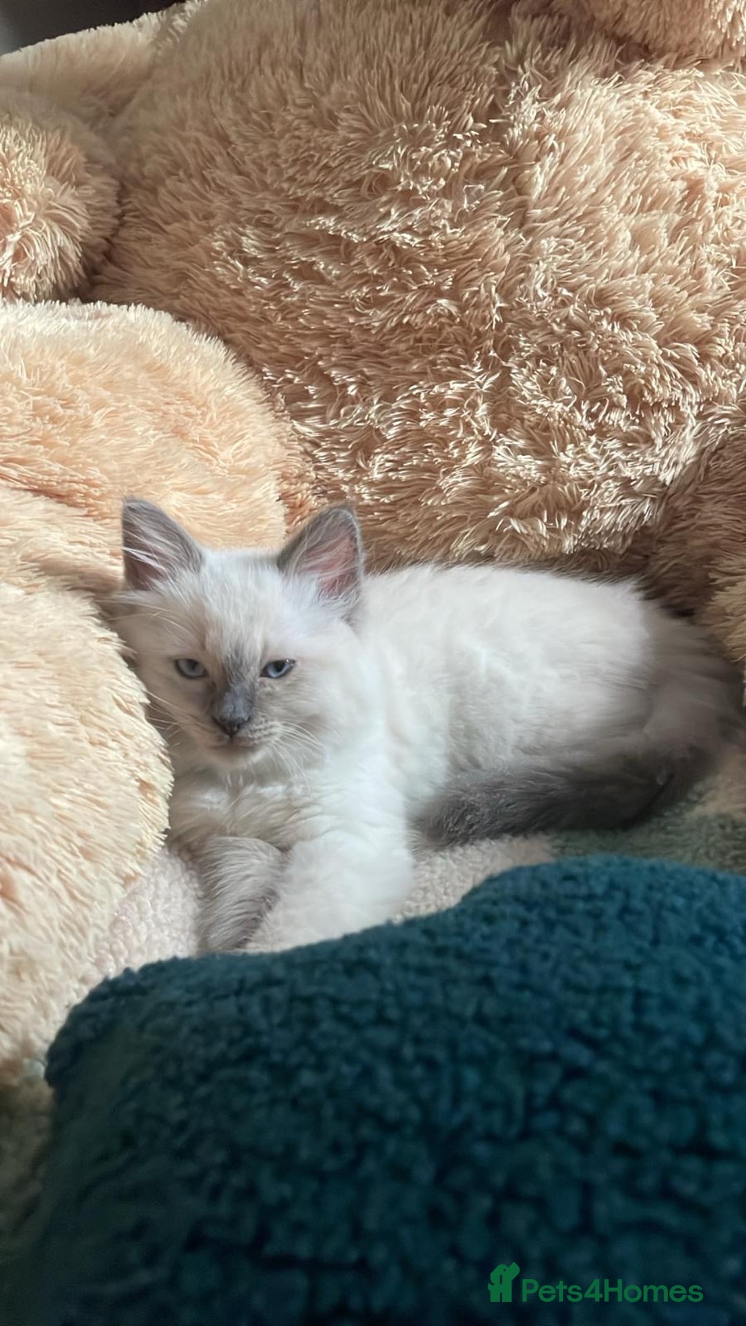 Ragdoll cats for sale: Our Teddy need new home - Advert 2