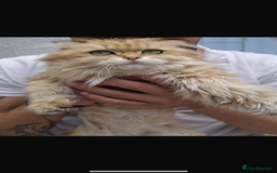 British Longhair cats for sale: British Longhair - Image 3