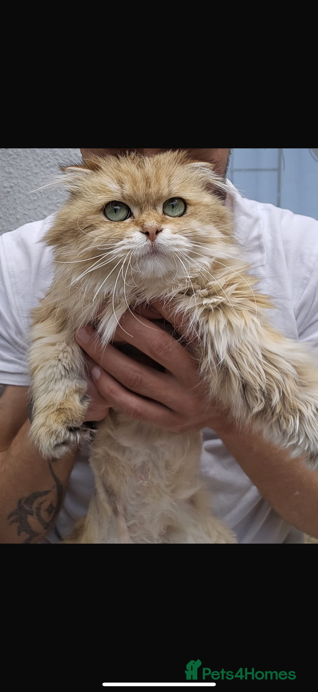 British Longhair cats for sale: British Longhair - Image 3