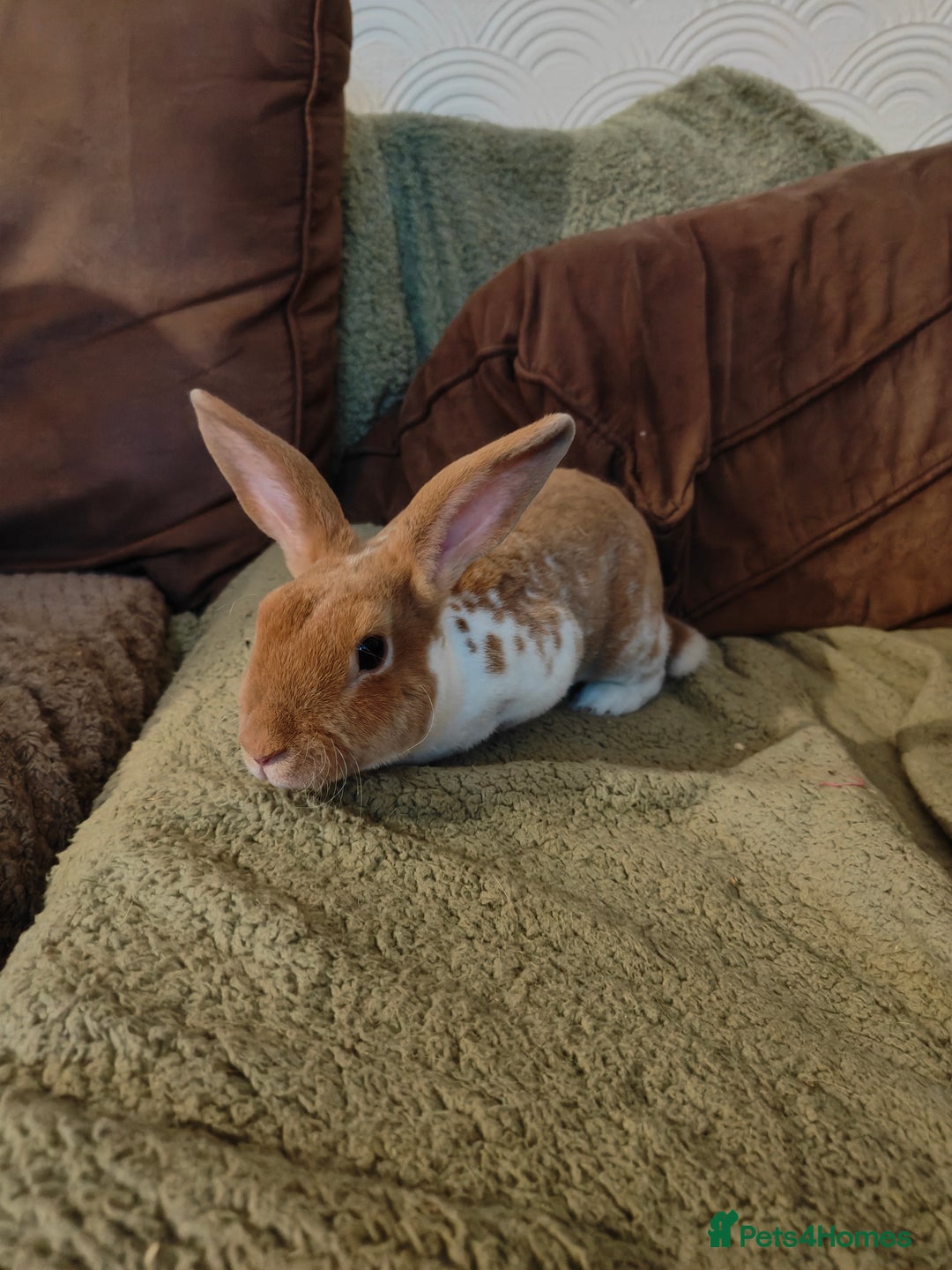 Mixed Breed rabbits for sale: 2x lionhead 1x rex rabbit  - Advert 3