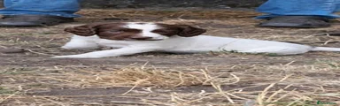 Sprocker 6
