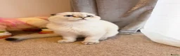 Scottish Fold cats for sale: 🐾 Stunning Scottish Fold Girl  🐾 - Advert 20