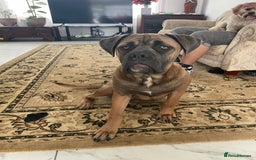 Cane Corso dogs for sale: Cane corso - Image 2