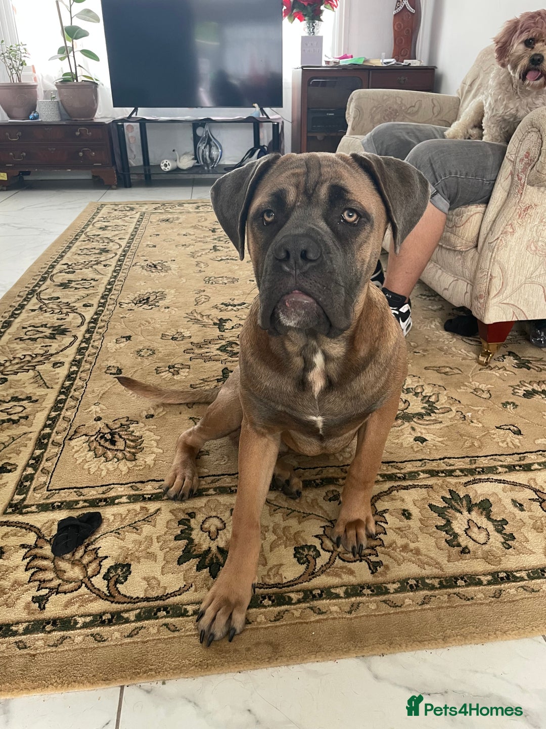 Cane Corso dogs for sale: Cane corso - Image 2