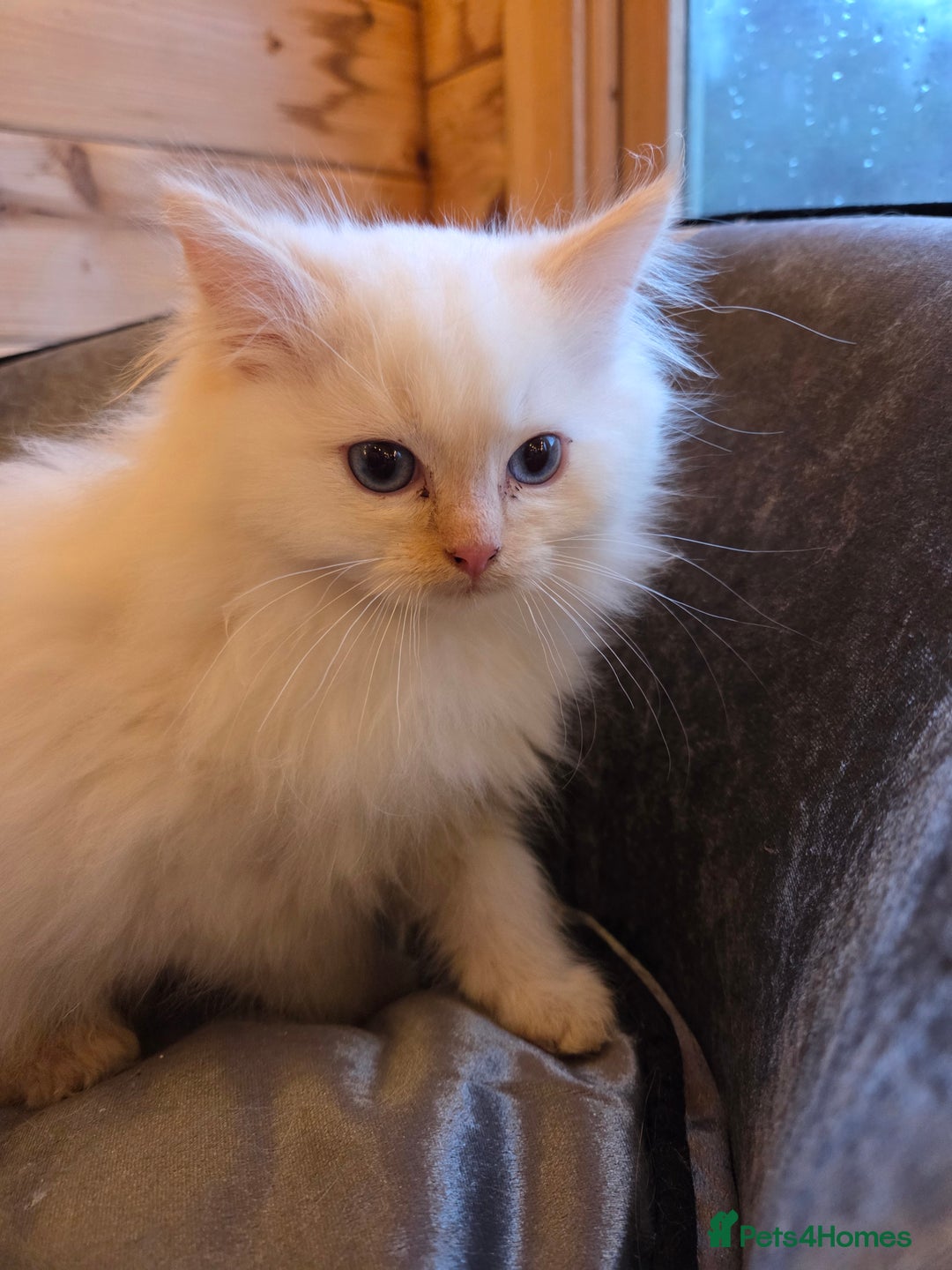 Ragdoll cats for sale: Flame boy Ragdoll kitten - Advert 12