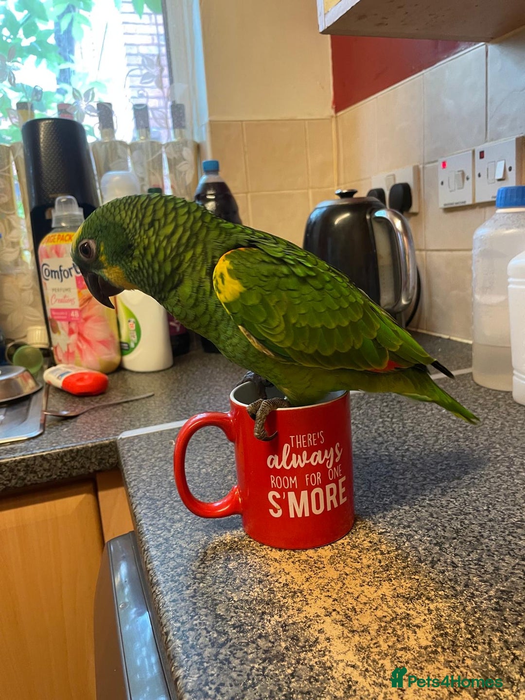 Parrots birds for sale: Beautiful blue front Amazon  - Advert 14