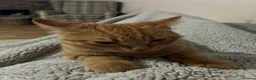 Domestic Shorthair cats for sale: Ginger boy - Advert 4