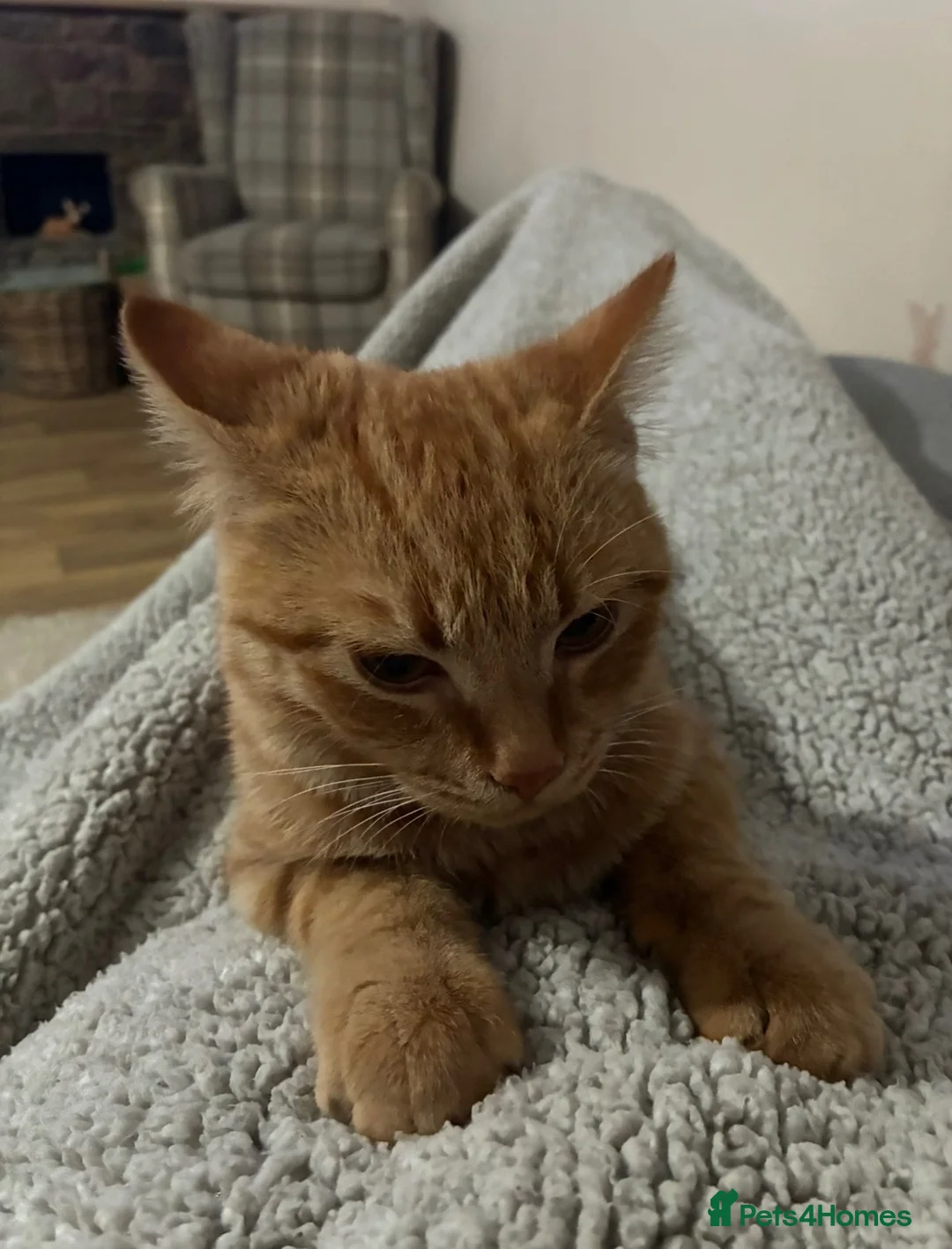 Domestic Shorthair cats for sale: Ginger boy - Advert 4