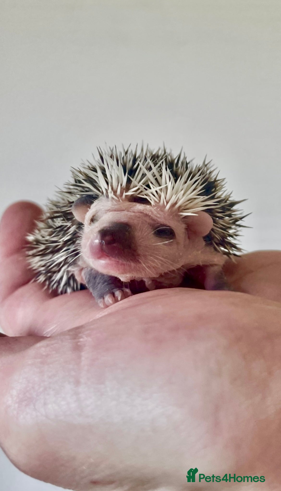 Pygmy Hedgehog rodents Adorable New Baby African Pygmy Hedgehogs - Advert 1