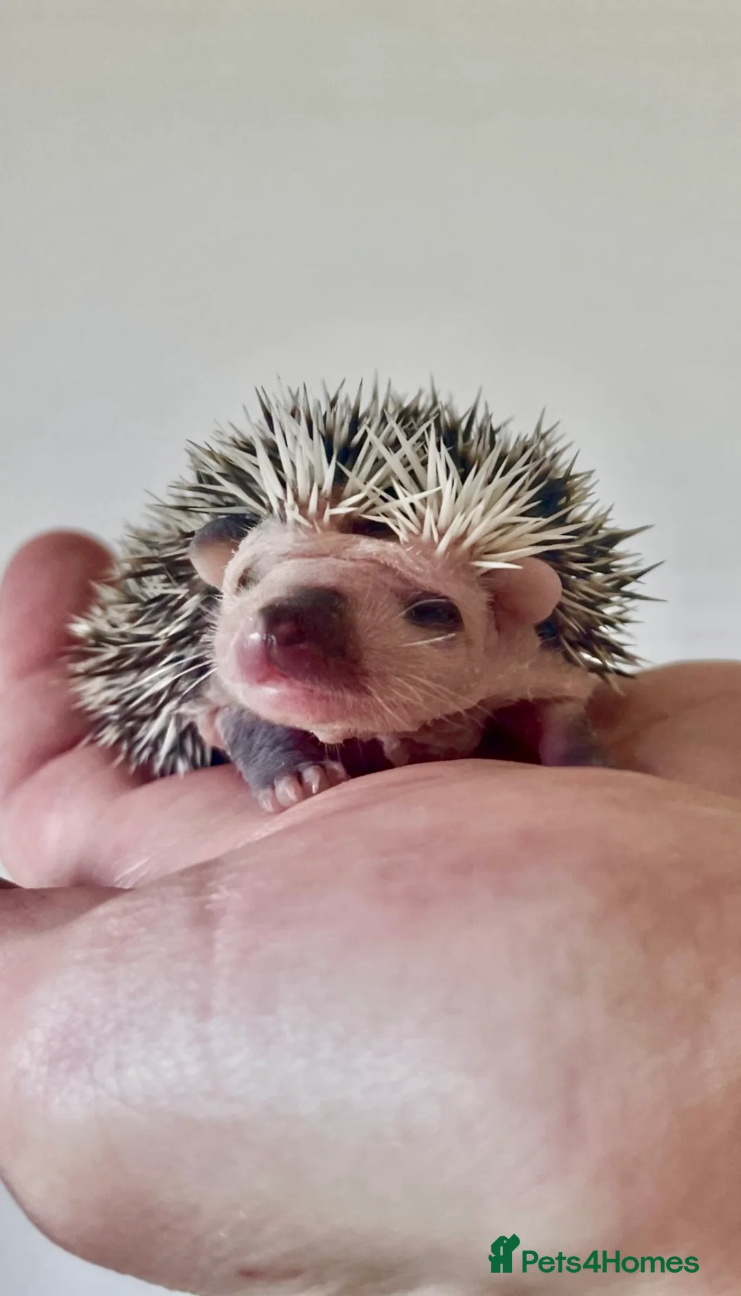 Pygmy Hedgehog rodents for sale: Adorable New Baby African Pygmy Hedgehogs - Advert 1