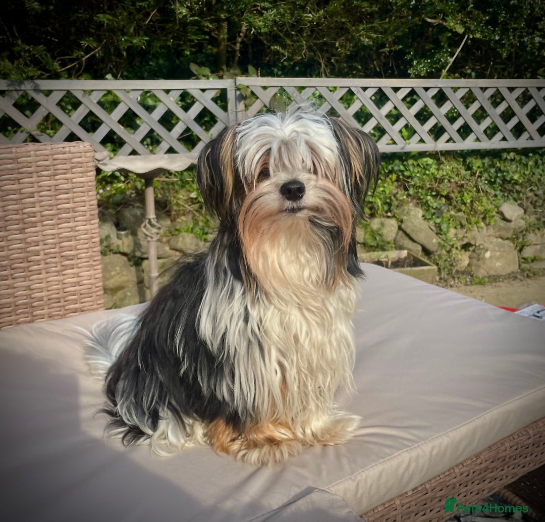 Biewer Terrier dogs for stud: Biewer terrier stud - Advert 12