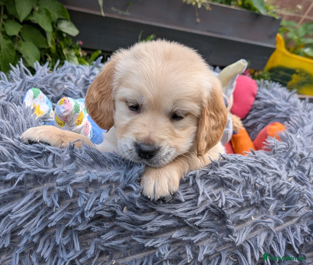 Golden Retriever dogs for sale: Fully vaccinated KC registered golden retriever  - Image 17