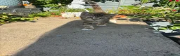 American Shorthair cats for sale: Lovely and gorgeous kittens!❤️🥰 - Advert 7