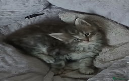 Maine Coon cats for sale: Full Pedigree blue smoke Maine Coon Kittens  - Advert 5