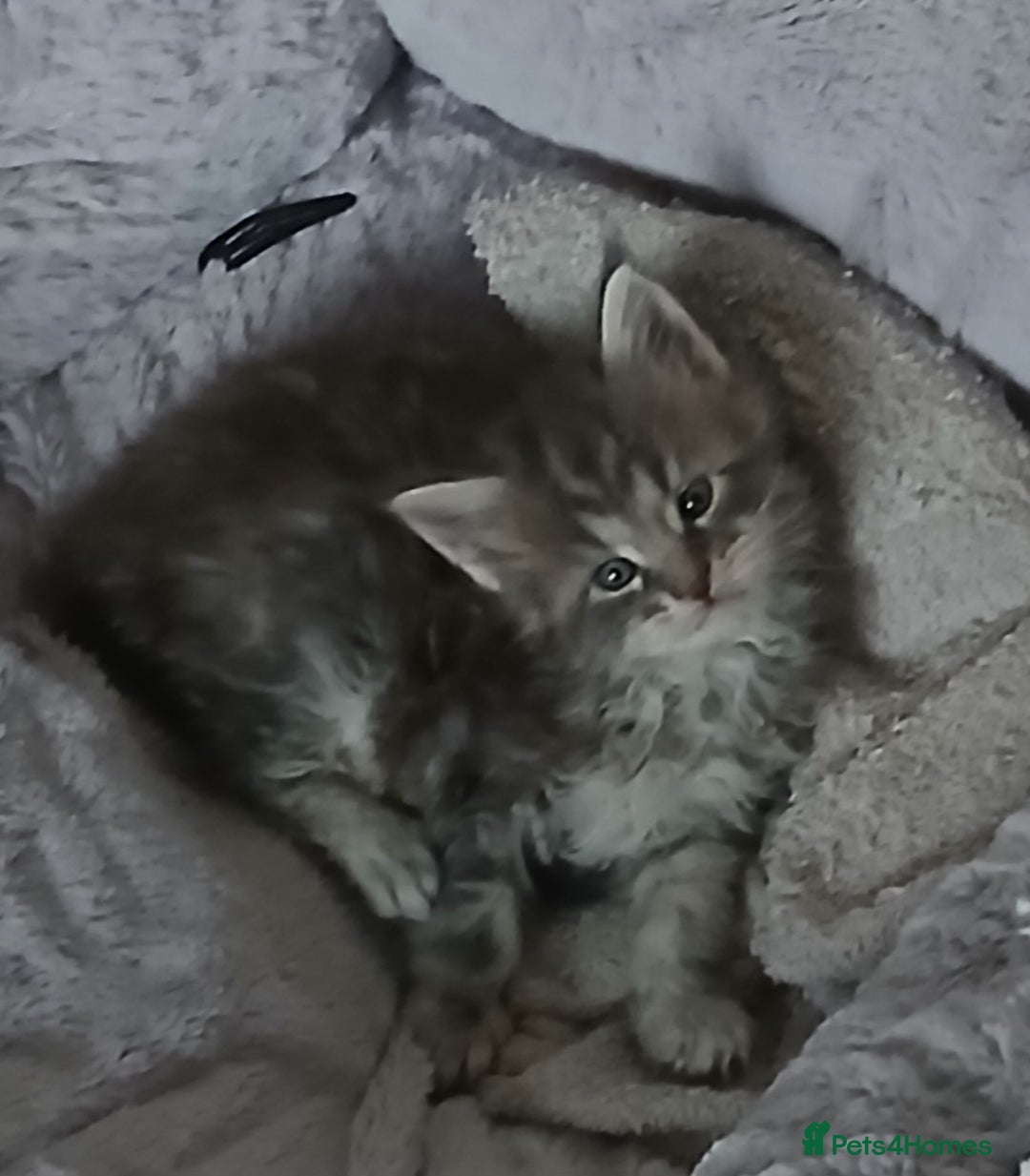 Maine Coon cats for sale: Full Pedigree blue smoke Maine Coon Kittens  - Advert 5