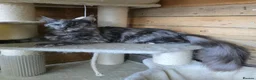 Maine Coon cats for sale: Male Maine Coon Black Smoke - Advert 16