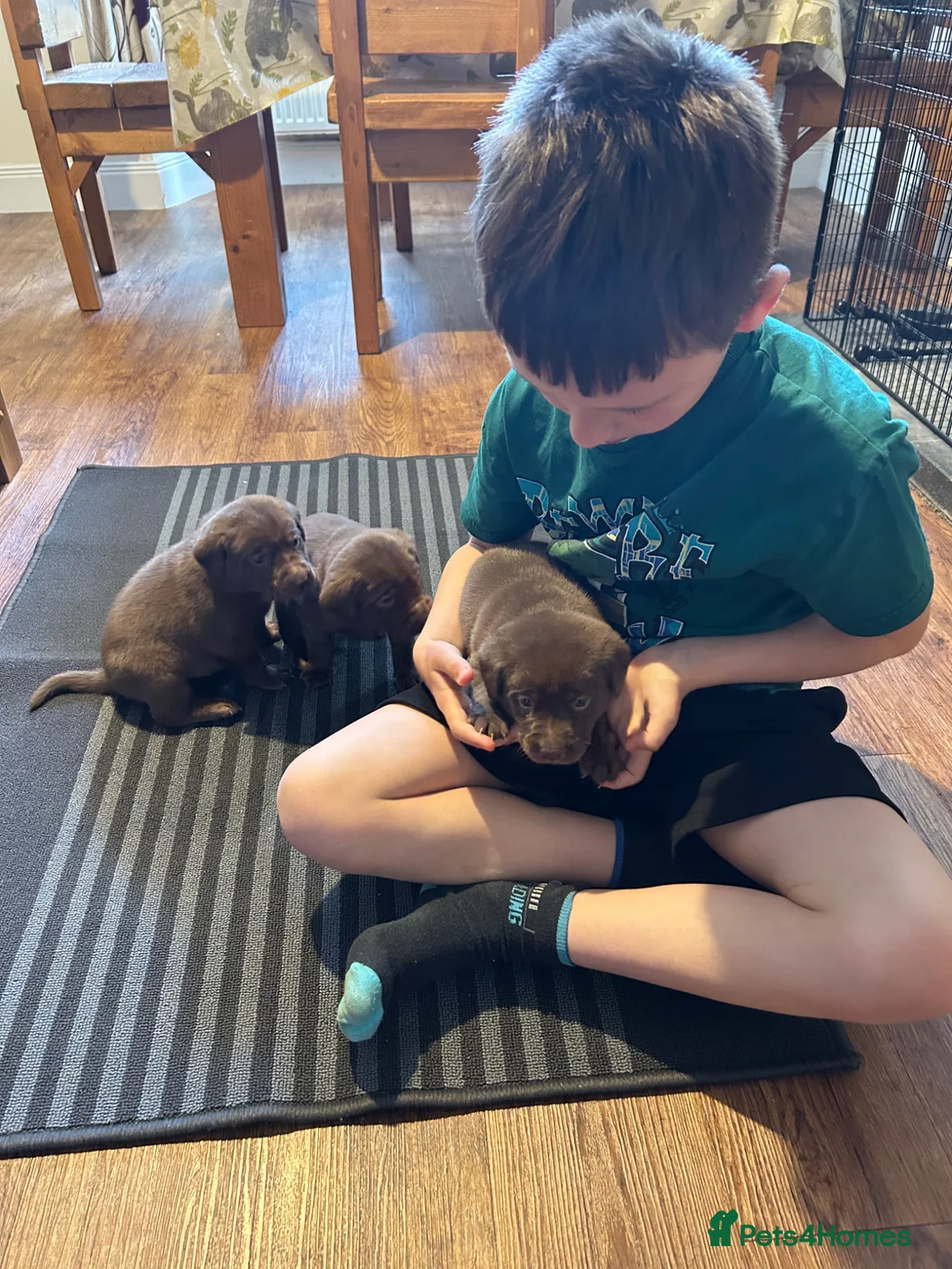 Labrador Retriever dogs for sale: KC Registered chocolate labrador puppies - Advert 2