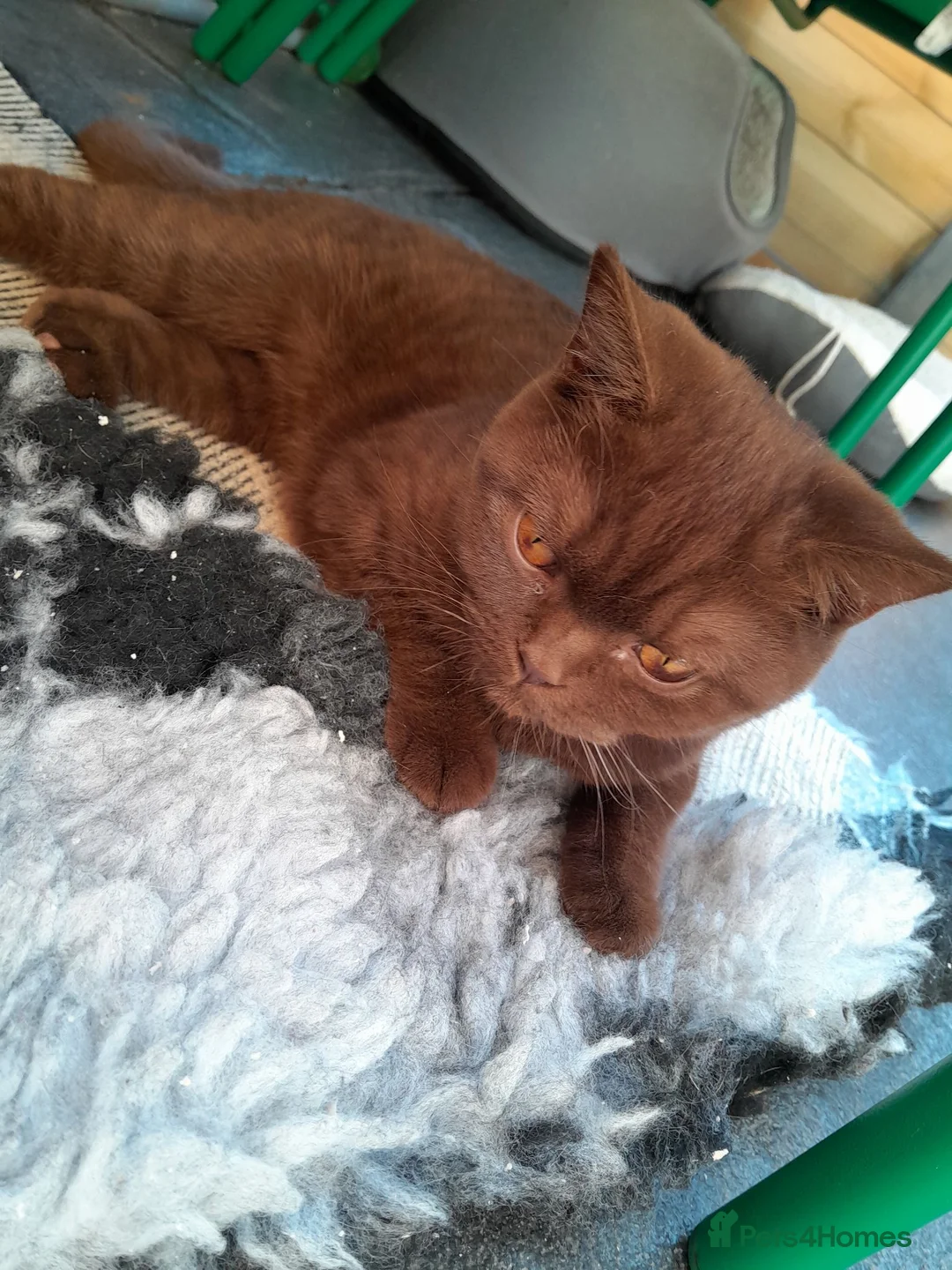 British Shorthair cats for sale: British shorthair £500 - Advert 7