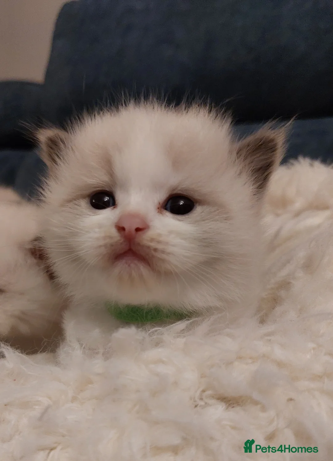 Ragdoll cats for sale: Beautiful Purebred Ragdoll Star-Quality Kittens - Advert 6