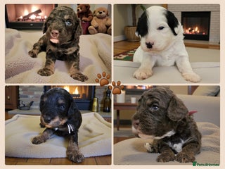 Cavapoo dogs STUNNING FULLY HEALTH TESTED F1B CAVAPOO - Advert 10