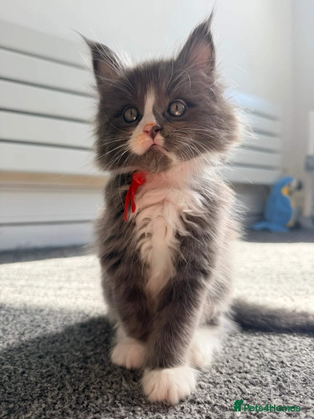 Maine Coon cats for sale: Last gorgeous boy! - Advert 1