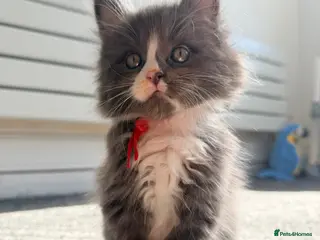 Maine Coon cats Last gorgeous boy! - Advert 11