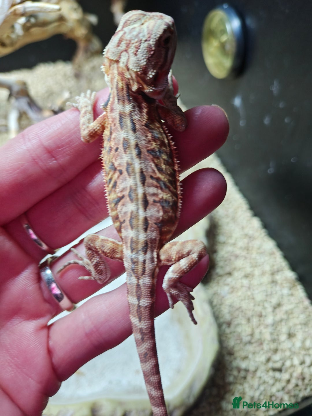 Bearded Dragon reptiles for sale: Bearded dragon babies  - Advert 4