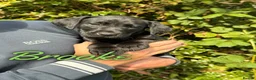 Labrador Retriever dogs for sale: Beautiful Working Labrador Puppies ready now! - Advert 6