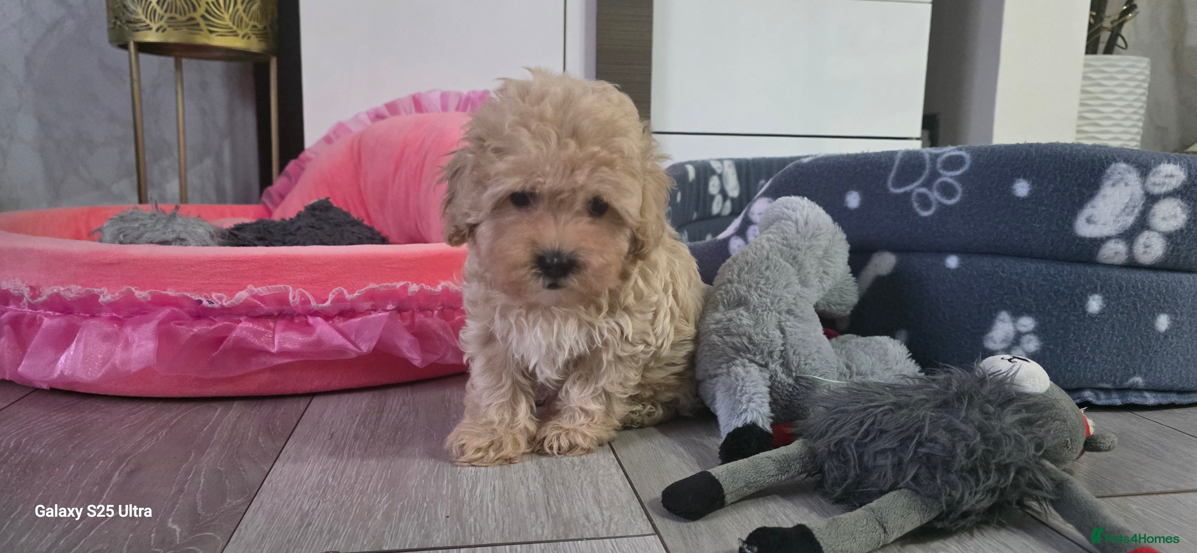 Maltipoo dogs LAST Maltipoo F1 Puppy – Ready Now  - Advert 15