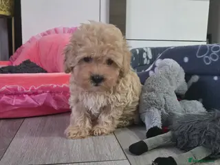 Maltipoo dogs LAST Maltipoo F1 Puppy – Ready Now - Advert 15